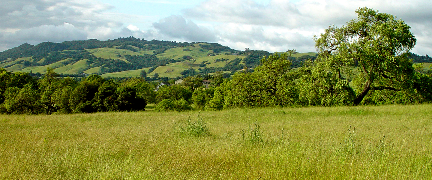 Grass, trees and hill